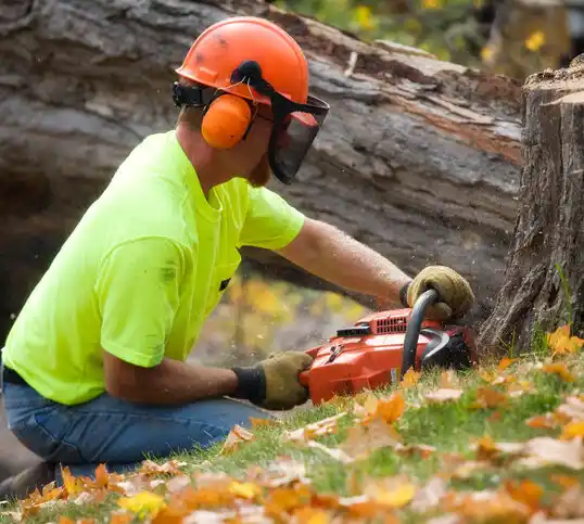 tree services Sawmills